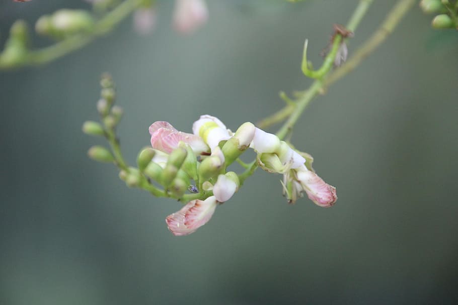 fiore, sfondo, solido, pianta, pianta fiorita, crescita, bellezza nella natura, avvicinamento, fragilità, vulnerabilità, freschezza, natura, germoglio, petalo, nessuno, concentrarsi sulle conoscenze acquisite, giorno, infiorescenza, all'aperto, inizi, testa di fiore, colore verde, 2K