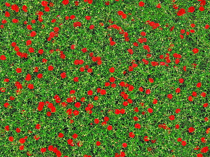 selektiv, fokus fotografering, rød, purslane blomster, nelliker, blomster, tekstur, rosa, Dianthus, blomstring, fluorescens, blomstrende, blomstringen, kultivert, dyrket, hage, frodige, flora, rikelig, busker, sommer, homogen, uniform, lys, levende, grønn, bakgrunn, blomsterseng, blomst, roser, plen, blodig rød, bakke, steg som, vår, natur, bloomer, årstid, bakteppe, tempererte blomster, mange, blomst hoder, blomstre, botanikk, grønn farge, anlegg, friskhet, blomstrende plante, vekst, full ramme, skjønnhet i naturen, ingen folk, felt, nærbilde, dag, land, utendørs, poppy, gress, spise sunt, blomsterhodet, 2K, CC0, offentlig domene, opphavsrett gratis