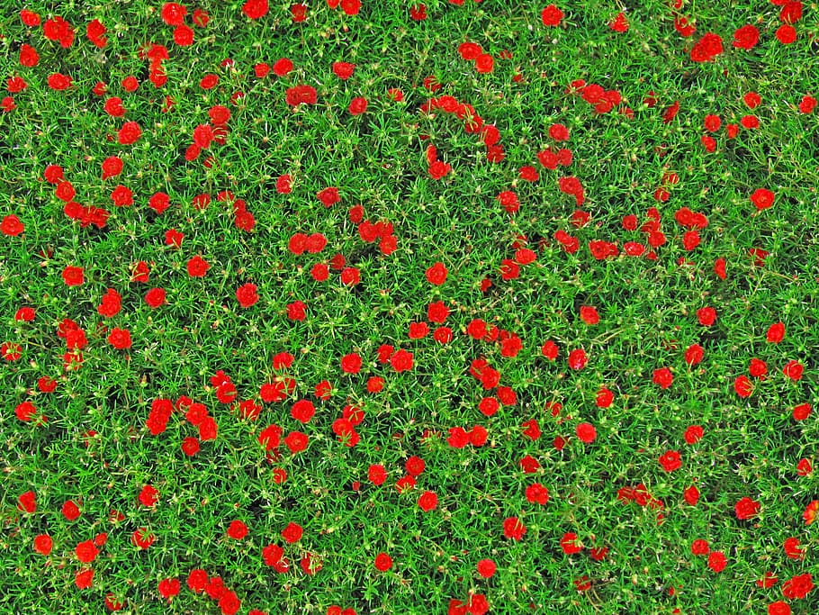 selectiu, focalitzar la fotografia, vermell, flors de purslane, clavells, flors, textura, roses, dianthus, floració, fluorescència, florint, conreat, jardí, exuberant, flora, abundant, arbustos, estiu, homogeni, uniforme, brillant, vibrant, verd, fons, llit de flors, florir, gespa, vermell sagnant, sòl, rosa com, primavera, naturalesa, bloomer, temporada, teló de fons, flors temperades, molts, caps de flors, flor, botànica, color verd, planta, frescor, planta amb flors, creixement, marc complet, bellesa a la natura, cap gent, camp, primer pla, dia, terra, a l'aire lliure, rosella, herba, alimentació saludable, cap de flor, 2K