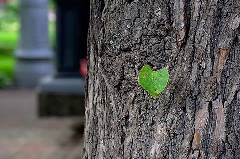Green, Leaf, Tree, Growth, green, leaf, new, tiny, isolated, single, one, wooden, background, perennial, growing, plants, leaves, tree trunk, focus on foreground, plant, day, built structure, trunk, close-up, heart shape, nature, outdoors, textured, no people, selective focus, plant bark, wood - material, plant part, bark, green color, positive emotion, 720P, CC0, public domain, royalty free