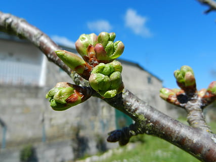 Kirschknospen, Frühling, Garten, Lebensmittel, Essen und Trinken, gesundes Essen, Pflanze, Obst, Frische, Nahansicht, Wachstum, Natur, Tag, Baum, grüne Farbe, Ast, keine Leute, Fokus auf den Vordergrund, Schönheit in der Natur, Landwirtschaft, selektiver Fokus, draußen, Wohlbefinden, reif, 4K, CC0, gemeinfrei, lizenzfrei