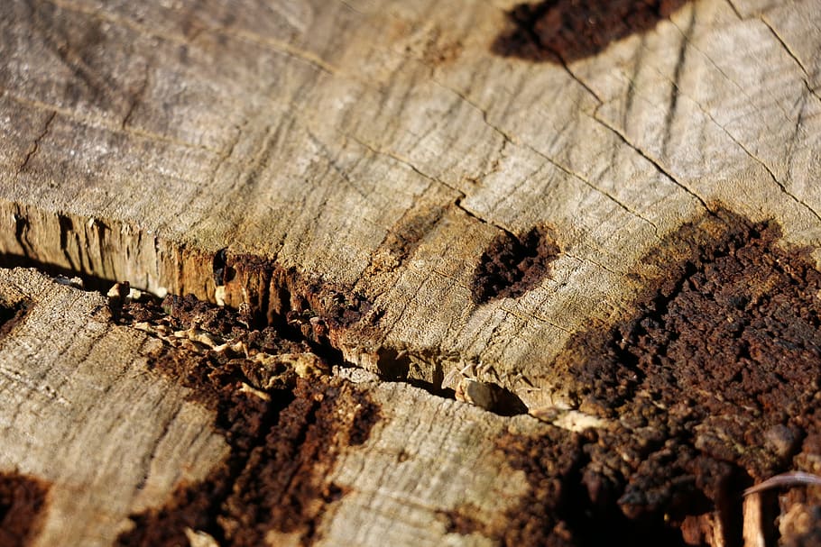 fusta, monyó, escorça, naturalesa, arbre, edat, medi ambient, bosc, planta, a l'aire lliure, tronc de l'arbre, tronc, material de fusta, textura, cap gent, primer pla, fons, enfocament selectiu, patró, aspre, insecte, dia, invertebrat, marc complet, marró, animal, temes d'animals, animals a la natura, anell d’arbre, concèntric, 5K