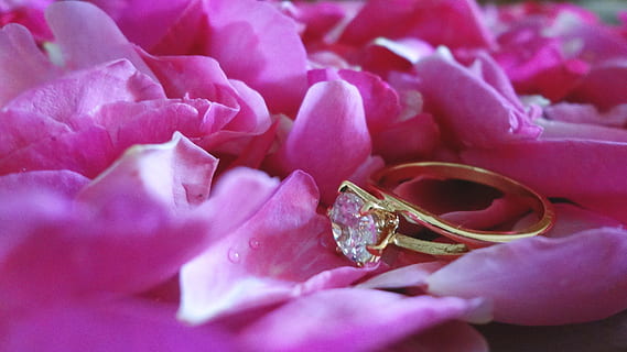 ring, bryllup, lys, blød, roser, guld, krystal, vielsesring, forlovelsesring, kærlighed, smykker, blomst, blomstrende plante, tæt på, kronblad, plante, lyserød farve, skønhed i naturen, friskhed, natur, Rose, selektiv fokusering, ingen mennesker, blomsterhoved, et dyr, dyreliv, blomsterstand, skrøbelighed, dyr i naturen, lilla, 4K, CC0, offentligt domæne, royaltyfrie