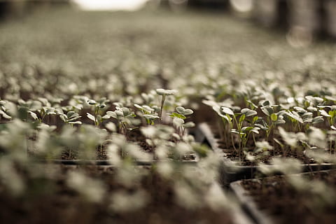 macro photo, green, leafed, plant, vegetable plot, vegetable, sprout, selective focus, growth, field, nature, no people, land, day, agriculture, freshness, outdoors, flower, green color, surface level, beauty in nature, flowering plant, grass, close-up, landscape, fragility, 2K, CC0, public domain, royalty free