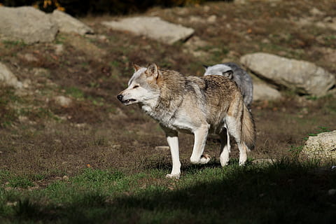 Marrone, bianca, lupo, terra, Timberwolf, Canada, predatore, natura, pacco, Scheu, animale da soma, lupi di legname, lupi, mammifero, animale, temi animali, un animale, animali allo stato selvatico, fauna selvatica, erba, vertebrato, cane, canino, vista laterale, nessuno, giorno, lunghezza intera, sopravvivenza, a caccia, domestico, animali domestici, all'aperto, 5K, CC0, dominio pubblico, privo di copyright