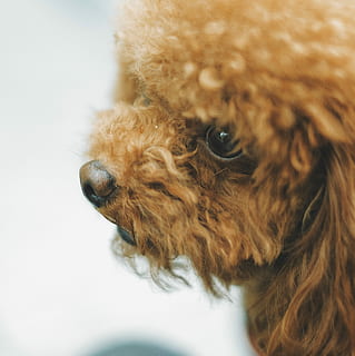 voksen, Brun, abrikos legetøjspudel, langcoated brun hund, et dyr, hunde, hund, dyre temaer, dyr, indenlandske, husdyr, pattedyr, kæledyr, hår, puddelhund, dyrehår, tæt på, ingen mennesker, indendørs, nuttet, hvirveldyr, leder, dyr hoved, lille, 4K, CC0, offentligt domæne, royaltyfrie
