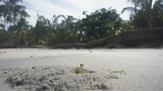 Kepiting, pantai, pasir, satu binatang, pohon, tema binatang, hewan, menanam, alam, tanah, tidak ada orang, satwa liar hewan, hari, binatang di alam liar, mamalia, bertulang belakang, hewan pengerat, fokus selektif, fokus pada latar depan, di luar rumah, kotoran, langit, tingkat permukaan, 1080P, CC0, domain publik, bebas royalti