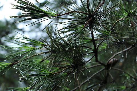 verde, hojeado, árbol, rocío de la mañana, Pino, naturaleza, natural, Corea, coreano, tradicion, tradicional, hojas, cielo, azul, marrón, el maletero, tronco de arbol, claro, limpiar, relajarse, relajante, calma, bosque, Sol, madera, la naturaleza de la, corea del sur, la tradicion de, hoja, toallitas, las hojas, este safari, estas personas, resumen, verdura, moho, ir, vástago, troncos de árboles, estabilidad, acanto, tranquilo, soleado, arboles, rock, primavera, Asia, piedra, blanco, temporada, parque, jardín, planta, sur, al aire libre, nubes, escénico, nacional, paisaje, agua, soltar, chorrito, lluvia, no, gotas de lluvia, alto, viaje, montaña, turismo, crecimiento, día, belleza en la naturaleza, mojado, de cerca, centrarse en primer plano, árbol conífero, nadie, rama, color verde, parte de la planta, aguja - parte de la planta, gota de agua, temporada de lluvias, Rocío, 5K, CC0, dominio público, libre de derechos