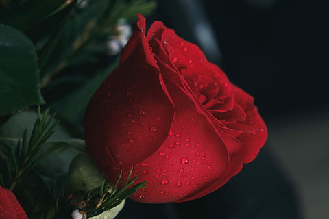 flach, fokus fotografie, rot, Rose, Wassertropfen, schließen, Fotografie, Wassertau, Makro, Nahansicht, fallen, Blume, Frische, Schönheit in der Natur, Pflanze, blühende Pflanze, Blütenblatt, Zerbrechlichkeit, Wachstum, Verletzlichkeit, Blütenstand, Blütenkopf, nass, Natur, Wasser, keine Leute, draußen, Regen, Frühling, Tau, Regentropfen, 5K, CC0, gemeinfrei, lizenzfrei