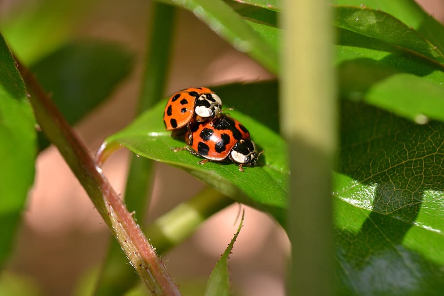 mariehøne, parring, rød, sort, pletter, rød, sort, natur, Coleoptera, insekt, tæt på, makro, dyr, grøn farve, fik øje på, blad, bille, plante, dyr og kæledyr, insekter, skønhed i naturen, græs, sommer, dyreliv, forår, miljø, dyre temaer, et dyr, dyr i naturen, hvirvelløse, plante del, ingen mennesker, dag, dyr markeringer, udendørs, sommerfugl - insekt, 4K