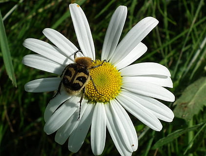 Marguerite, scarabée, punaise, printemps, jardin, pétale, fleur, feuille, pollen, champ, Naturel, vibrant, la vie, botanique, ravageur, rampant, insecte, la biologie, harmonie, exterminateur, saison, environnement, infestation, pesticide, créature, nuisance, plante à fleurs, invertébré, fragilité, tête de fleur, thèmes animaux, fraîcheur, beauté dans la nature, vulnérabilité, un animal, plante, animal, la faune des animaux, animaux à l'état sauvage, croissance, inflorescence, fermer, pollinisation, personne, en plein air, 720P, CC0, domaine public, libre de droits