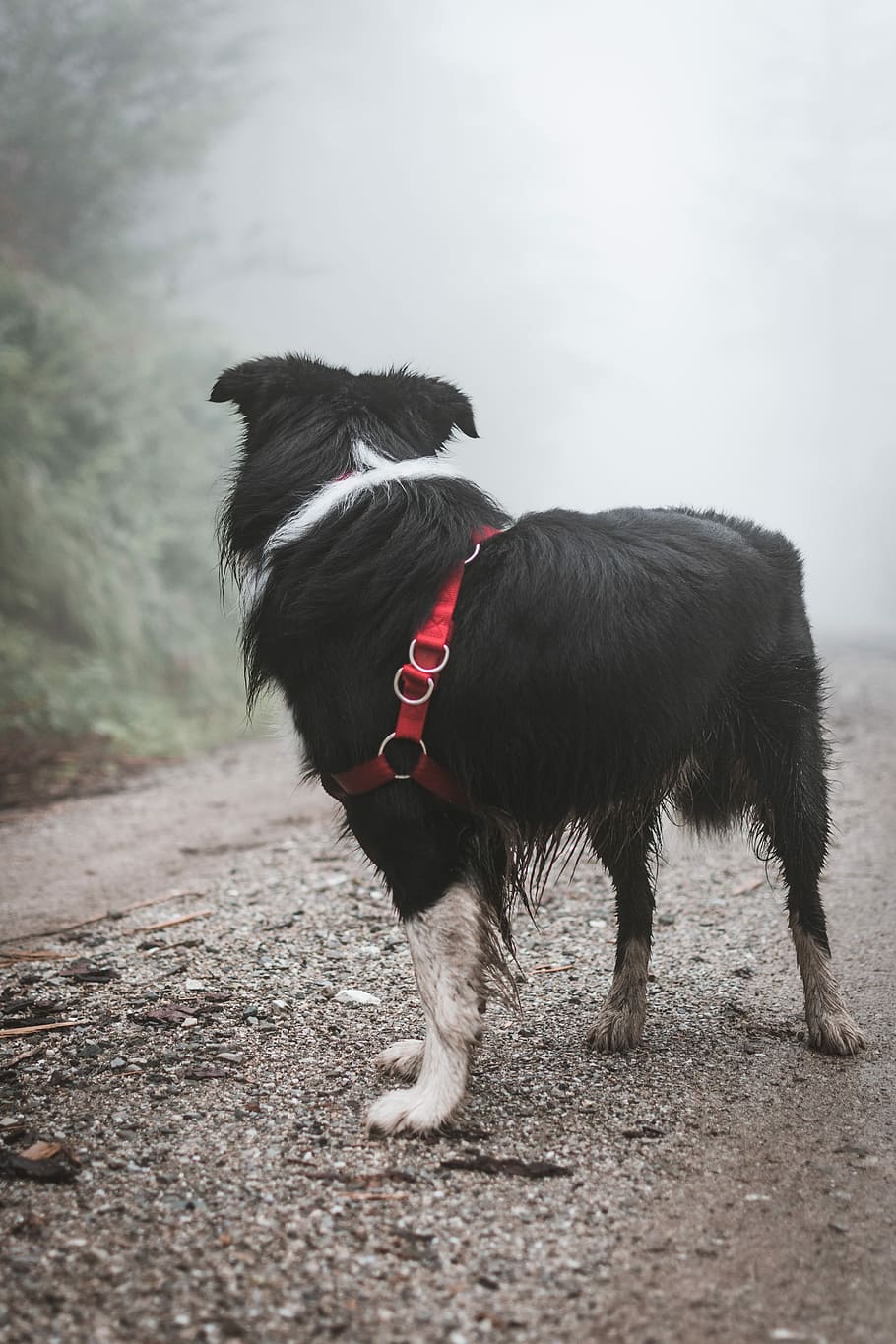 selettivo, fotografia a fuoco, cane, border collie adulto, in piedi, strada, alberi, giorno, sentiero, nebbioso, animale, amico, natura, bianca, verde, albero, confuso, tempo metereologico, nebbia, border collie, foresta, umore, estate, lunatico, guardando indietro, amore, animali domestici, domestico, mammifero, temi animali, un animale, vertebrato, canino, nessuno, collare, colore nero, lunghezza intera, collare per animali domestici, terra, all'aperto, 5K