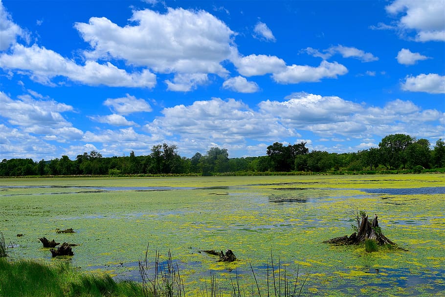 palude, nuvole, cielo blu, natura, cielo, blu, paesaggio, sole, all'aperto, naturale, soleggiato, stagione, luce del sole, parco, luminosa, primavera, colore, panoramico, tempo metereologico, mattina, giallo, alghe, rurale, animali allo stato selvatico, nuvola - cielo, fauna selvatica, temi animali, acqua, animale, vertebrato, albero, lago, pianta, nessuno, scenics - natura, bellezza nella natura, giorno, un animale, zone umide, scena tranquilla, 4K