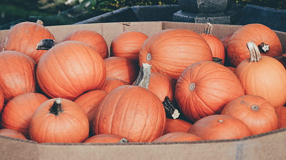 græskar, flok, græskar patch, orange, efterår, halloween, græskar isoleret, mad, mad og drikke, grøntsag, sund kost, friskhed, orange farve, velvære, overflod, dag, stor gruppe af objekter, ingen mennesker, marked, til salg, tæt på, høj vinkel visning, beholder, natur, stilleben, markedsbod, udendørs, detailvisning, 4K, CC0, offentligt domæne, royaltyfrie