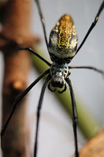 spider, orb, weaver, one animal, invertebrate, animal themes, animal wildlife, close-up, animals in the wild, insect, animal, no people, selective focus, animal body part, day, animal antenna, plant, nature, focus on foreground, outdoors, extreme close-up, arachnid, animal wing, animal leg, butterfly - insect, animal eye, 5K, CC0, public domain, royalty free