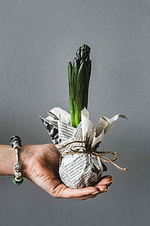 planting, seedlings, newspaper, covered, table, quail eggs, Woman, newspapers, plant, gardening, seedling, dirt, sapling, growth, growing, currency, holding, human Hand, human body part, studio shot, gray background, gray, hand, one person, unrecognizable person, indoors, human finger, finger, nature, real people, lifestyles, vegetable, close-up, freshness, 4K
