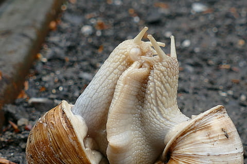 cargol, copulació, maridatge, shell, mol·lusc, primer pla, animal, fauna animal, temes d'animals, cap gent, centrar-se en primer pla, animals a la natura, naturalesa, mar, menjar, terra, part del cos dels animals, dia, a l'aire lliure, un animal, menjar i beguda, invertebrat, la vida marina, marí, 5K, CC0, domini públic, lliure de regalies