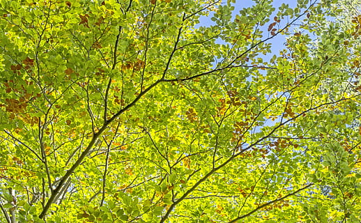 arbres, fulles, verd, infern, llum, naturalesa, bosc, branques, planta, paisatge, groc, arbre, full, a l'aire lliure, branca, vista d’angle baix, creixement, bellesa a la natura, color verd, dia, cap gent, marc complet, tranquil·litat, fons, part de la planta, escenics - natura, frescor, llum solar, copa de l'arbre, primavera, directament a sota, 4K, CC0, domini públic, lliure de regalies