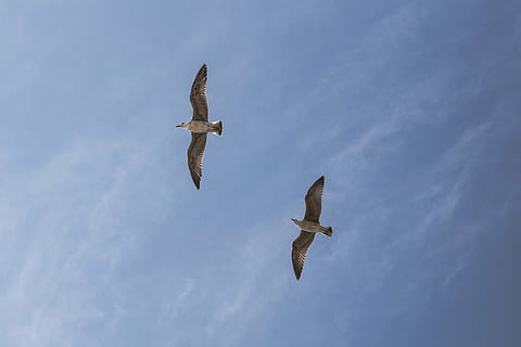 low, angle photo, seagulls, flying, sky, angle, photo, two, white, birds, blue, animals, spread wings, animal themes, low angle view, bird, mid-air, cloud - sky, outdoors, day, animals in the wild, vertebrate, animal wildlife, animal, group of animals, no people, nature, motion, bird of prey, two animals, seagull, directly below, 2K, CC0, public domain, royalty free