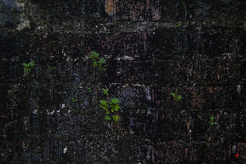 Ziegelwand, Algen, Wand, alt, Backstein, Textur, Muster, schmutzig, Stein, die Architektur, schwarz, Pflanze, Struktur, Pilz, Moos, verwittert, Grün, beschädigt, Rock, Block, Gebäude, Zement, Hintergrund, Konstruktion, Platz, Kopieren, horizontal, Flechte, grunge, Fußboden, grau, leer, gebaut, natürlich, Szene, Vollbild, texturiert, keine Leute, Wandbau - Funktion, Hintergründe, gebaute Struktur, Nahansicht, Rau, Wachstum, Tag, Natur, draußen, Baumstamm, Kofferraum, Schmutz, Struktureffekt, Beton, 2K, CC0, gemeinfrei, lizenzfrei