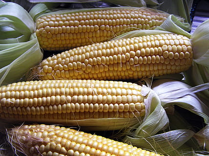 verdura, Mais, raccogliere, cibo e bevande, cibo, pannocchia, benessere, mais dolce, freschezza, mangiare sano, nessuno, avvicinamento, Al dettaglio, giorno, giallo, mercato, grande gruppo di oggetti, in vendita, pianta di cereali, all'aperto, mais - coltura, cibo vegetariano, 1080P, CC0, dominio pubblico, privo di copyright