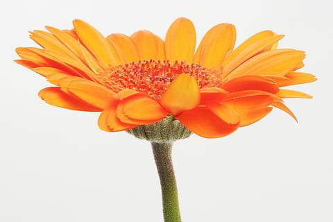 gerbera, blomst, forår, germini, blomstre, flor, kærlighed, duft, romantisk, Valentins Dag, orange, natur, blomster, plante, gul, kronblad, tæt på, skønhed i naturen, isolerede, daisy, enkeltblomst, makro, blomsterhoved, farvebillede, gerbera daisy, sommer, ingen mennesker, orange farve, skrøbelighed, blomstrende plante, friskhed, sårbarhed, studio skud, blomsterstand, hvid baggrund, indendørs, vækst, plantestamme, pollen, bægerblad, 720P, CC0, offentligt domæne, royaltyfrie