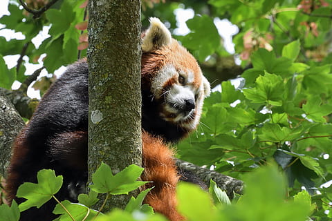 panda, zasmażka, drzewo, Zielony, jedno zwierzę, zwierzęca przyroda, panda - zwierzę, liść, Niedźwiedź, zwierzęta na wolności, tematy zwierzęce, ssak, zwierzę, roślina, kręgowiec, czerwona panda, część rośliny, Natura, Oddział, żadnych ludzi, dzień, zielony kolor, na dworze, relaks, ogród zoologiczny, 5K, CC0, domena publiczna, darmowe zdjęcia