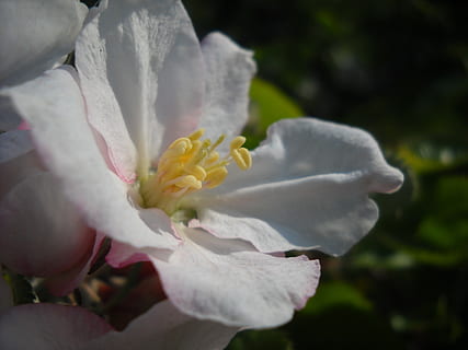 Apfelblüte, schließen, Frühling, Apfelbaum, Apfelbaum Blüte, blühte auf, Apfel, Blume, blühende Pflanze, Schönheit in der Natur, Pflanze, Frische, Blütenblatt, Zerbrechlichkeit, Verletzlichkeit, Nahansicht, Blütenkopf, Blütenstand, Wachstum, weiße Farbe, Natur, Fokus auf den Vordergrund, keine Leute, Rose, Tag, blühen, pinke Farbe, draußen, Pollen, Weichheit, Reinheit, 2K, CC0, gemeinfrei, lizenzfrei