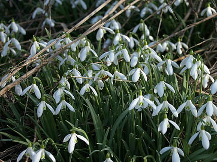 snowdrop, snowflake, white, green, blossom, bloom, spring, signs of spring, nature, leaf, plant, growth, beauty in nature, green color, close-up, plant part, flower, freshness, white color, day, no people, field, flowering plant, fragility, land, vulnerability, focus on foreground, outdoors, flower head, 1080P, CC0, public domain, royalty free