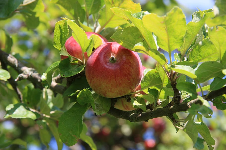 Apfel, Blatt, Baum, Sommer-, rot, Grün, Kultur, bio, Ast, Sonne, Obst, Natur, Lebensmittel, reif, Obstgarten, Landwirtschaft, Frische, organisch, Apfel - Frucht, gesundes Essen, Essen und Trinken, Pflanzenteil, Pflanze, Wachstum, Wohlbefinden, Apfelbaum, Obstbaum, Tag, Fokus auf den Vordergrund, Nahansicht, keine Leute, draußen, 4K
