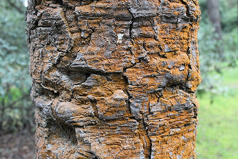 gamle træ, teksturer, bagagerum, træ, natur, baggrunde, bark, Skov, træstamme, mønster, ru, tæt på, materiale, plante, fokus på forgrunden, dag, tekstureret, ingen mennesker, håndværk, jord, udendørs, plantebark, Brun, naturligt mønster, forvitret, Kunst og håndværk, tekstureret effekt, 4K, CC0, offentligt domæne, royaltyfrie