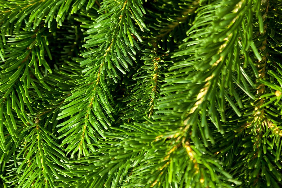 fotografia de primer pla, verd, pi, teló de fons, branca, coníferes, de fulla perenne, fresc, naturalesa, agulla, patró, planta, picea, textura, arbre, agulles, color verd, creixement, primer pla, cap gent, full, part de la planta, dia, fons, bellesa a la natura, centrar-se en primer pla, marc complet, humit, arbre de coníferes, a l'aire lliure, agulla - part de la planta, avet, 1080P