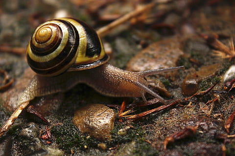 snegl, skal, langsomt, snegl shell, tæt, jord, bløddyr, dyr verden, dyreliv, dyr, dyre temaer, mollusk, havsnegle, hvirvelløse, dyr i naturen, et dyr, dyreskal, tæt på, kedsomhed, ingen mennesker, natur, kravle, selektiv fokusering, dag, dyr kropsdel, 5K, CC0, offentligt domæne, royaltyfrie
