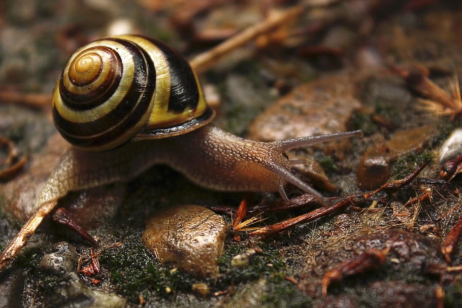 snegl, skal, langsomt, snegl shell, tæt, jord, bløddyr, dyr verden, dyreliv, dyr, dyre temaer, mollusk, havsnegle, hvirvelløse, dyr i naturen, et dyr, dyreskal, tæt på, kedsomhed, ingen mennesker, natur, kravle, selektiv fokusering, dag, dyr kropsdel, 5K