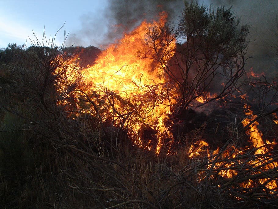 foc, flames, taronja, cremant, flama, foc - fenomen natural, arbre, calor - temperatura, planta, incendi forestal, qüestions ambientals, naturalesa, danys ambientals, terra, destrucció, bosc, arbre nu, cap gent, accidents i desastres, color taronja, fum - estructura física, medi ambient, a l'aire lliure, Pol · lució, contaminació de l'aire, 1080P