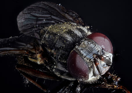 mikro, fotografering, flue, forbindelse, flyve, makro, tæt, insekt, fly øje, tæt på, makrofotografering, insekt foto, myg, sammensatte øjne, moppedreng, insekt makro, makro foto, behåret, flyvende insekt, struktur, sølv, dyr, sort baggrund, dyre temaer, et dyr, krebsdyr, dyreliv, øje, studio skud, hvirvelløse, dyr kropsdel, portræt, dyr i naturen, ekstrem nærbillede, dyr øje, natur, zoologi, skal, ingen mennesker, dyr hoved, marine, 4K, CC0, offentligt domæne, royaltyfrie
