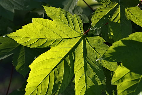 folhagem, clone, árvore, jardim, verde, natureza, Primavera, folha, cor verde, crescimento, plantar, folhagem exuberante, parte da planta, fechar-se, beleza na natureza, veia da folha, dia, sai, ninguém, quadro completo, ao ar livre, focar em primeiro plano, luz solar, origens, padrão natural, frescura, folha de Carvalho, 5K, CC0, domínio público, royalty free