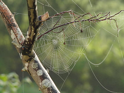 ragnatela, avvicinamento, fotografia, albero, rami, modello, insetto, design, geometria, seta, naturale, trappola, netto, fragilità, concentrarsi sulle conoscenze acquisite, temi animali, pianta, natura, vulnerabilità, giorno, nessuno, animale, all'aperto, bellezza nella natura, ragno, complessità, un animale, invertebrato, modello naturale, ramo, 2K, CC0, dominio pubblico, privo di copyright