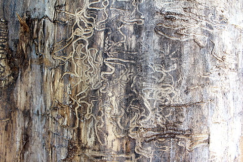 Nahaufnahmefoto, braun, Baumstamm, Termite, Spuren, Baum, Beschädigung, Natur, Muster, Loch, Pest, Rau, Korn, Insekt, texturiert, Bauholz, Borke, Umgebung, beschädigt, keine Leute, Vollbild, Hintergründe, Tag, Holz - Material, Kofferraum, Geschichte, alt, Nahansicht, Pflanze, draußen, Wurzel, die Vergangenheit, uralt, die Architektur, gebaute Struktur, ruiniert, alte Zivilisation, 1080P, CC0, gemeinfrei, lizenzfrei