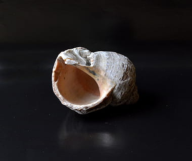 skal, clam shell, snegl shell, sort baggrund, enkelt objekt, smykker, tæt på, ingen mennesker, studio skud, ædelsten, solid, indendørs, stilleben, dyreliv, klippe, krystal, natur, rock-objekt, mineral, bord, dyr, afspejling, dyrebar perle, luksus, 1080P, CC0, offentligt domæne, royaltyfrie