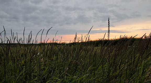 clouds, crops, field, green, nature, sky, sunrise, sunset, grass, outdoors, summer, cloud - sky, plant, growth, beauty in nature, tranquility, tranquil scene, scenics - nature, land, no people, environment, landscape, non-urban scene, green color, rural scene, 4K, CC0, public domain, royalty free