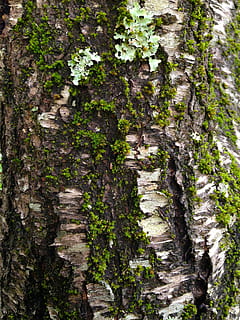 mos, bark, struktur, træ, træbark tekstur, revner, træstamme, natur, fuld ramme, ingen mennesker, dag, plante, vækst, bagagerum, udendørs, baggrunde, skønhed i naturen, grøn farve, tekstureret, mønster, Skov, tæt på, jord, ro, 2K, CC0, offentligt domæne, royaltyfrie