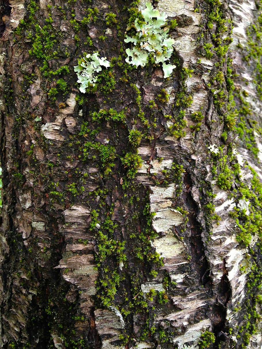 mos, bark, struktur, træ, træbark tekstur, revner, træstamme, natur, fuld ramme, ingen mennesker, dag, plante, vækst, bagagerum, udendørs, baggrunde, skønhed i naturen, grøn farve, tekstureret, mønster, Skov, tæt på, jord, ro, 2K