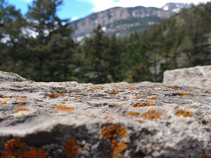 Rock, Plattform, Berg, Bäume, Baum, selektiver Fokus, Tag, keine Leute, Pflanze, Natur, draußen, Oberflächenniveau, Nahansicht, Ruhe, Schönheit in der Natur, solide, ruhige Szene, Szenen - Natur, Nicht-städtische Szene, texturiert, Himmel, Rau, Flechte, 4K, CC0, gemeinfrei, lizenzfrei