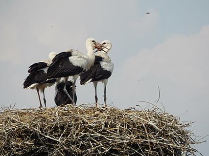 storks, birds, young, socket, bird, animal themes, animal, vertebrate, animal wildlife, animals in the wild, group of animals, animal nest, two animals, no people, sky, nature, bird nest, day, plant, hay, young animal, outdoors, twig, animal family, stork, 4K, CC0, public domain, royalty free