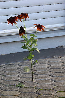assertividade, flor, pedras, impor, plantar, força, resistência, crescer, raiz, karg, seco, resistente, natureza, crescimento, folha, ninguém, parte da planta, beleza na natureza, planta com flores, dia, vulnerabilidade, fragilidade, fechar-se, ao ar livre, animais em estado selvagem, temas animais, frescura, luz solar, pétala, caule vegetal, cabeça de flor, 2K, CC0, domínio público, royalty free
