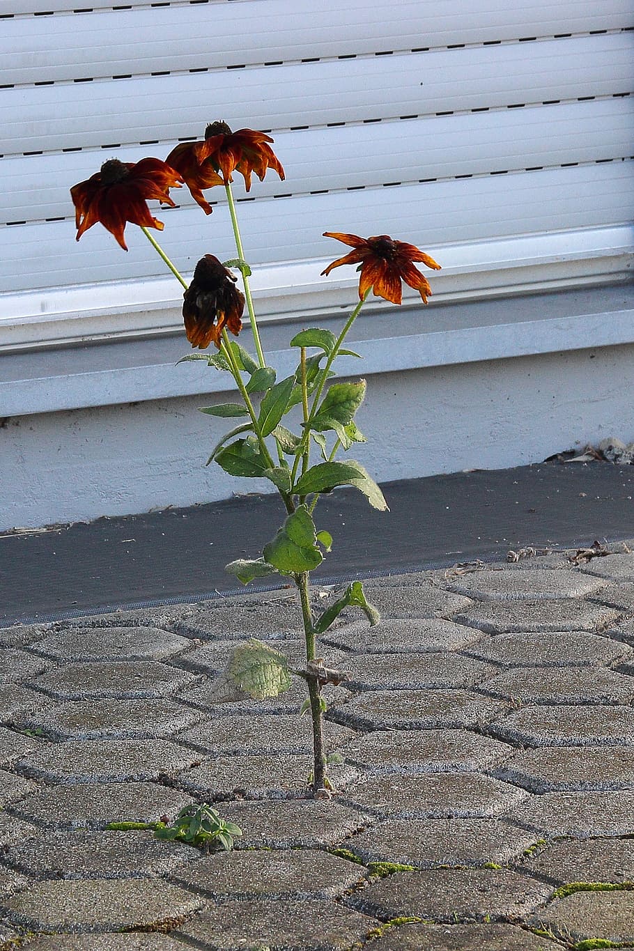 assertivitat, flor, pedres, fer complir, planta, força, resistència, créixer, arrel, karg, sec, resistent, naturalesa, creixement, full, cap gent, part de la planta, bellesa a la natura, planta amb flors, dia, vulnerabilitat, fragilitat, primer pla, a l'aire lliure, animals a la natura, temes d'animals, frescor, llum solar, pètal, tija de la planta, cap de flor, 2K