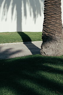 Person in der Nähe von Baum, Rasen des grünen Grases, Baum, Sonnenlicht, Schatten, Wand, Pfad, Gehweg, Landschaft, Detail, Textur, Palme, Farbe, Licht, 56mm, xt2, fujifilm, St Kilda, Melbourne, Pflanze, Gras, Natur, Tag, grüne Farbe, keine Leute, Feld, Land, die Architektur, draußen, Wachstum, gebaute Struktur, Fußweg, Wandbau - Funktion, Rasen, Schönheit in der Natur, sonnig, Fokus auf Schatten, 5K, CC0, gemeinfrei, lizenzfrei