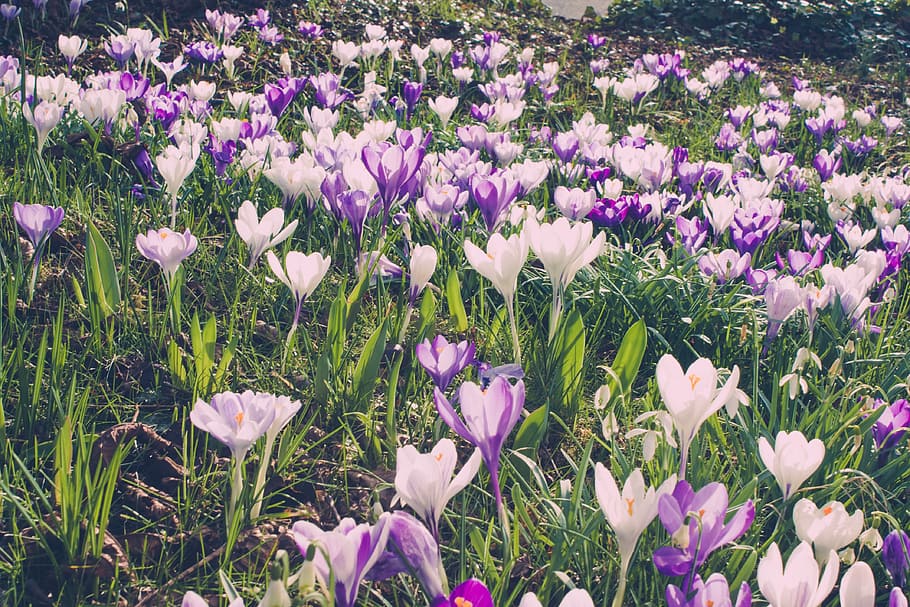 fiore, croco, primavera, natura, stagione, pianta, giardino, fiorire, botanica, zafferano, viola, fragilità, all'aperto, pianta fiorita, freschezza, bellezza nella natura, vulnerabilità, crescita, petalo, campo, terra, avvicinamento, nessuno, giorno, testa di fiore, infiorescenza, abbondanza, iris, letto di fiori, 4K