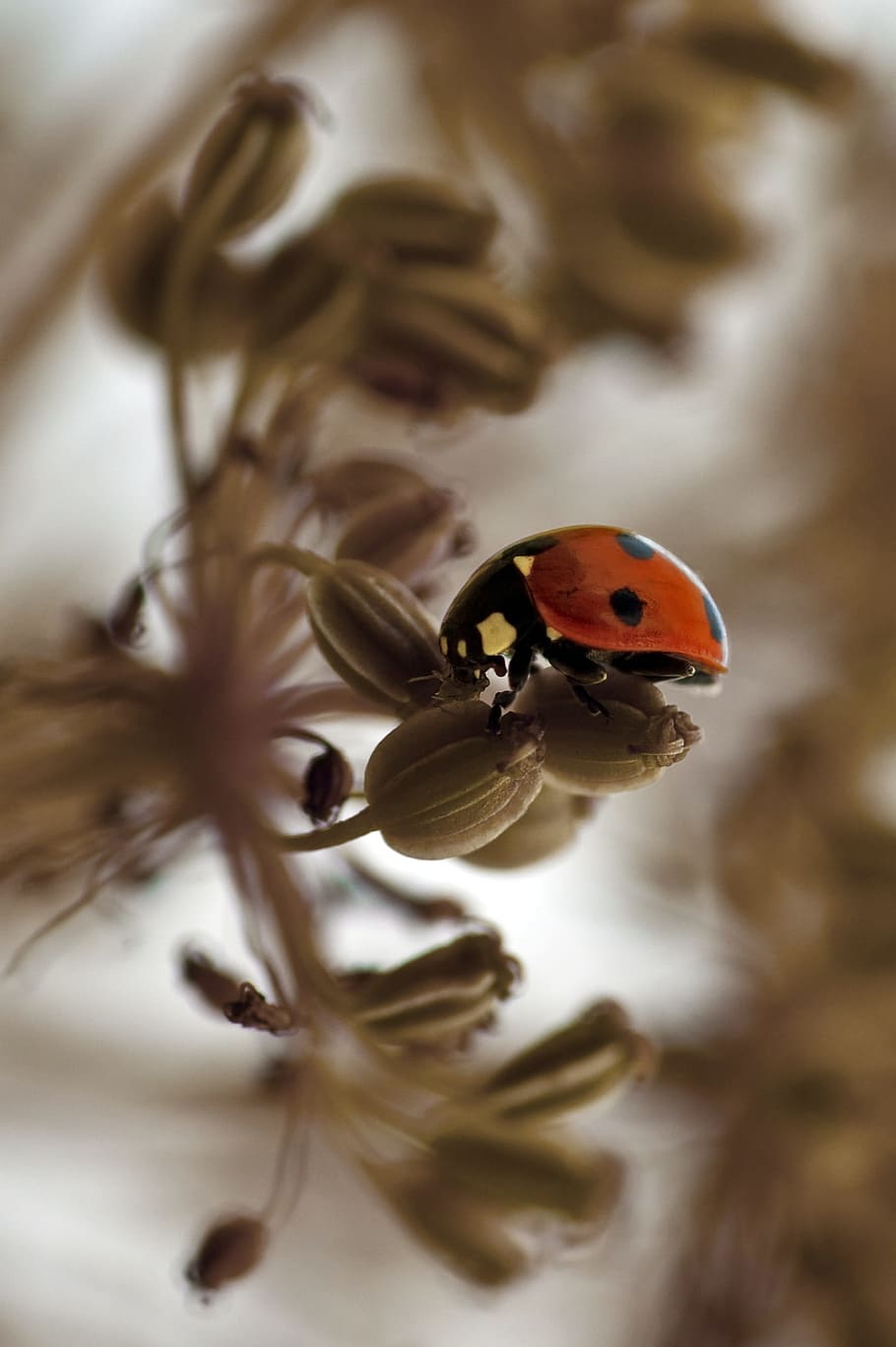 Marieta, vermell, insecte, naturalesa, macro, llavors, marró, bronzejat, neutral, un animal, enfocament selectiu, temes d'animals, primer pla, invertebrat, fauna animal, animals a la natura, animal, escarabat, cap gent, planta, dia, bellesa a la natura, aigua, vista d’angle alt, a l'aire lliure, puresa, 1080P
